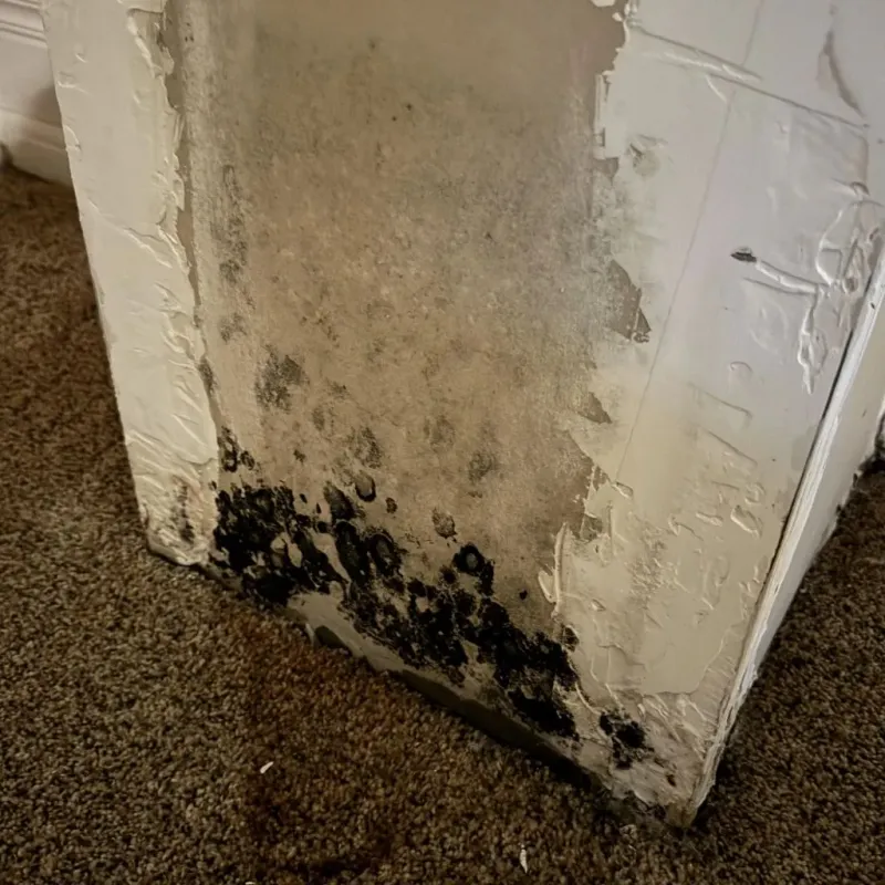 Professional Mold Removal in Tecumseh, MI